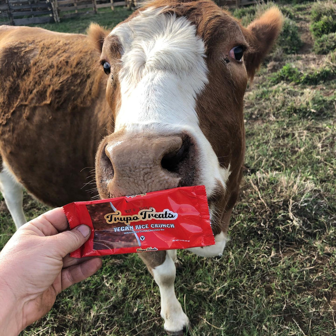 Trupo Treats Vegan Milk Chocolate Big Island Farm Sanctuary