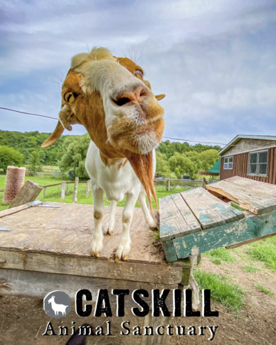 Sanctuary Spotlight: Catskill Animal Sanctuary